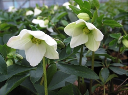 クリスマスローズン