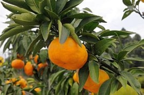 温州ミカン（地植え）