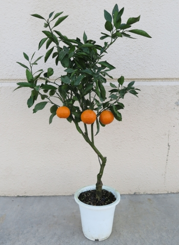 温州ミカン（鉢植え）
