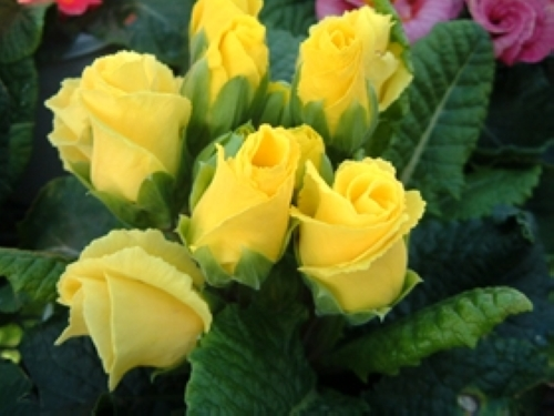 プリムラ・ポリアンサ