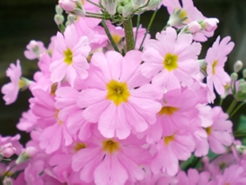 プリムラ・マラコイデス