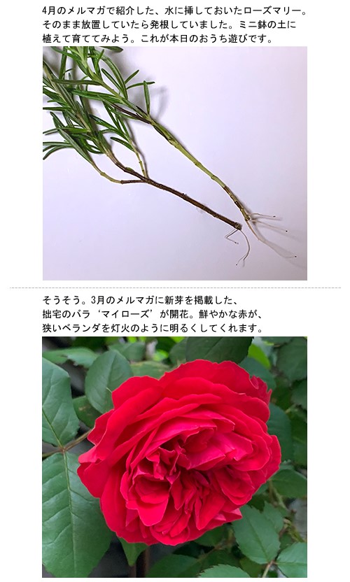 植え替えで古土が生じたら