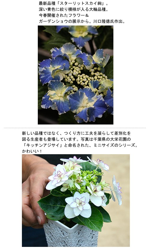 今のアジサイ、未来のアジサイ