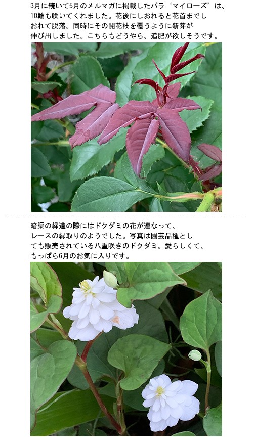 花後のバラとクレマチス