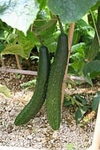 きゅうり（地植え）