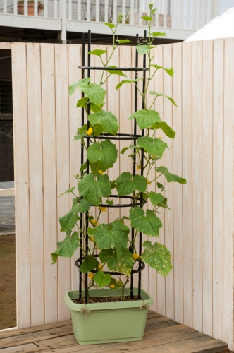 きゅうり（鉢植え）