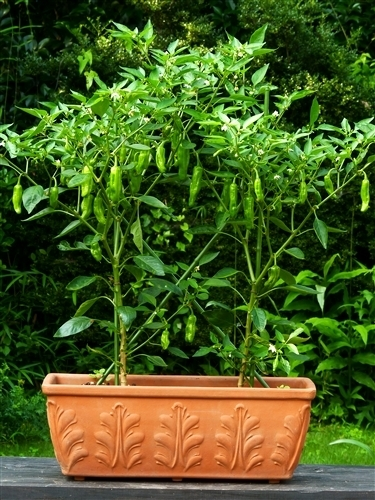 ししとう（鉢植え）