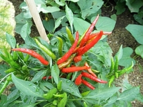 トウガラシ（地植え）