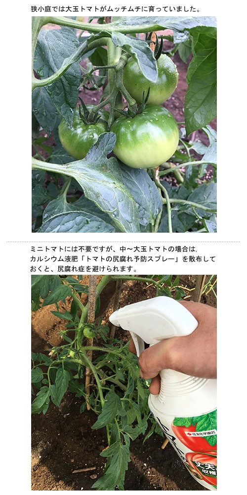 道端菜園のコツあれこれ