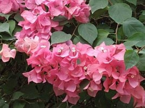 ブーゲンビレア