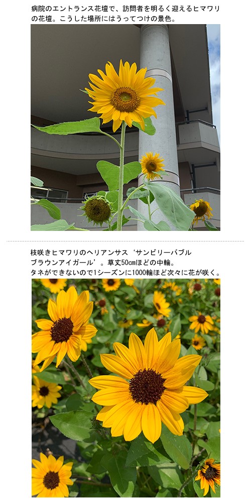 愛おしいサイズ