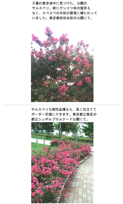 幹もやっぱり魅力的