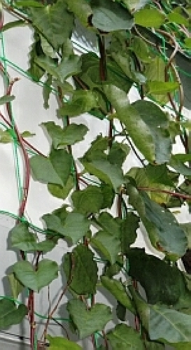 オカワカメ(アカザカズラ：地植え)