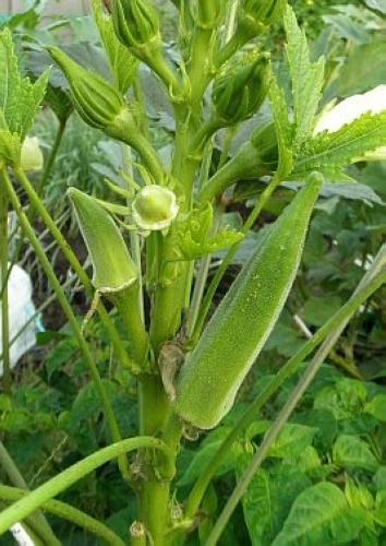 オクラ（地植え）