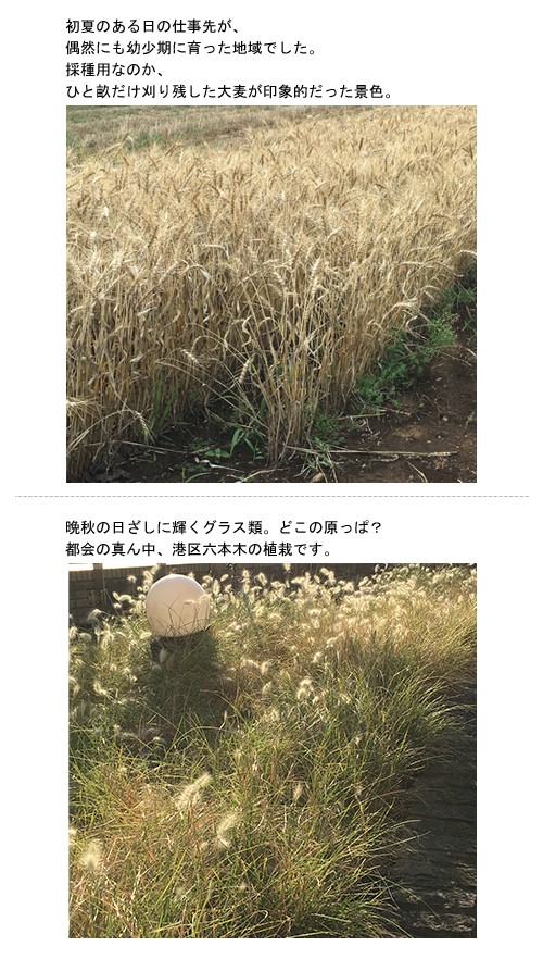 長い葉っぱで秋を楽しむ