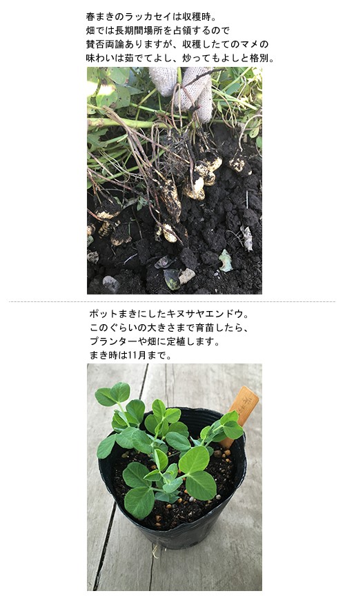 秋のタネまきは計画的に