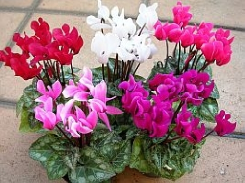 ガーデンシクラメン