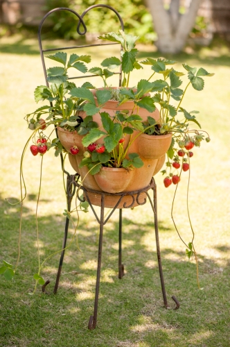 イチゴ（鉢植え）