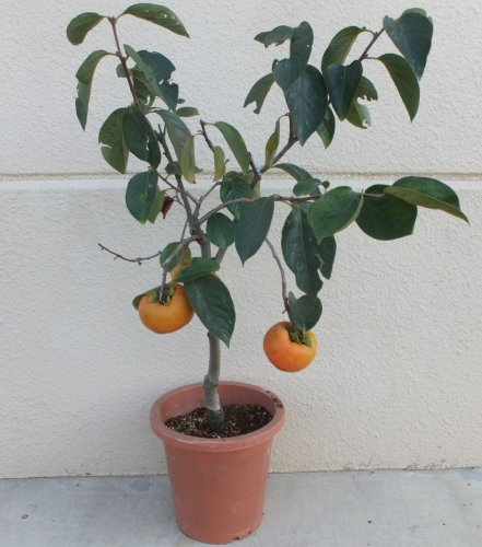 かき（鉢植え）