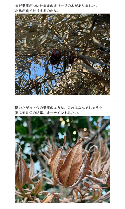 エバーグリーン探し