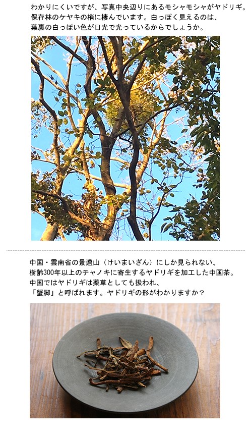 街中ではなかなか出会えない梢のくす玉