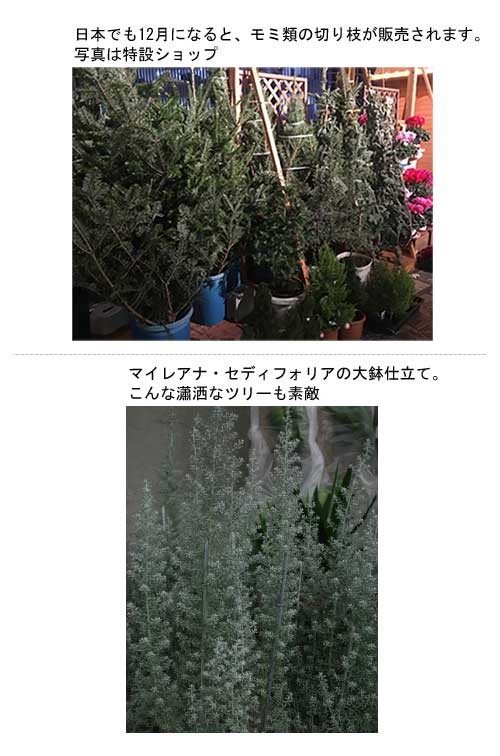 私たちのクリスマスツリーはどうしたら？