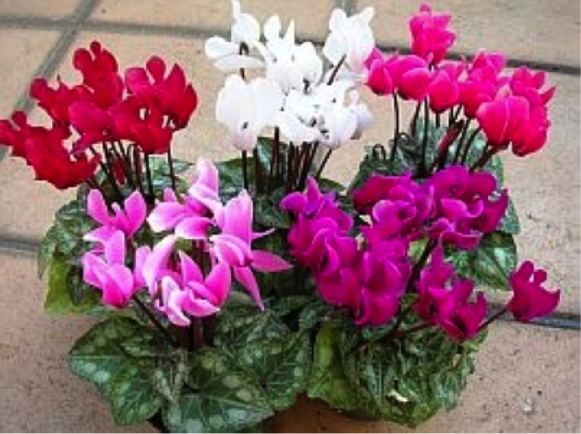 ガーデンシクラメン