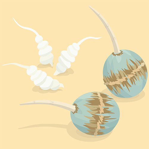 クワイ（右）・チョロギ