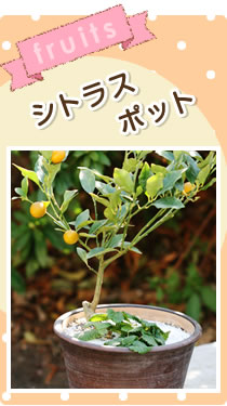 4月　シトラスポット