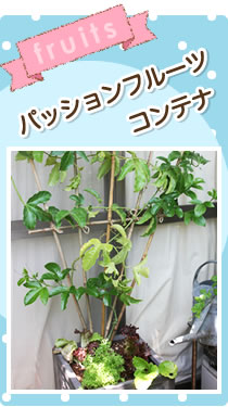 6月 パッションフルーツコンテナ