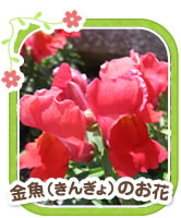 金魚（きんぎょ）のお花