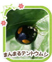 まんまるテントウムシ