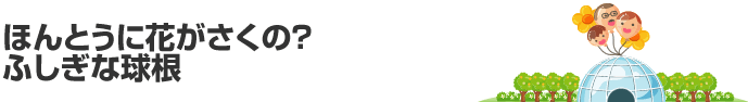 2009年 4月 その2 ほんとうに花がさくの？ふしぎな球根