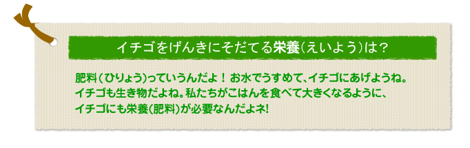イチゴをげんきにそだてる栄養（えいよう）は？
肥料(ひりょう)っていうんだよ！お水でうすめて、イチゴにあげようね。イチゴも生き物だよね。私たちがこはんを食べて大きくなるように、イチゴにも栄養(肥料)が必要なんだよネ！