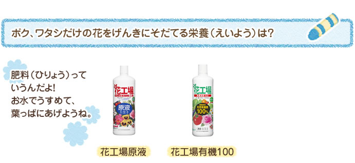 ボク、ワタシだけの花をげんきにそだてる栄養（えいよう）は？ 肥料（ひりょう）っていうんだよ！　お水でうすめて、土にあげようね。