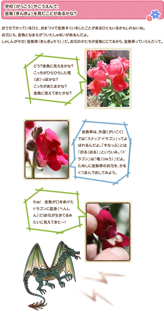 学校（がっこう）やこうえんで、金魚（きんぎょ）を見たことがあるかな？
おうちでかっているひと、おまつりで金魚すくいをしたことがあるひともいるかもしれないね。
お花にも、金魚となまえがついたしゅるいがあるんだよ。
しゃしんがその「金魚草（きんぎょそう）」だ。お花のかたちが金魚ににてるから、金魚草っていうんだって。
どう？金魚に見えるかな？こっちがひらひらした尾（お）っぽかな？こっちがあたまかな？金魚に見えてきたかな？
　金魚草は、外国（がいこく）では「スナップ・ドラゴン」ってよばれるんだよ。「すなっぷ」とは「折る（おる）」といういみ。「ドラゴン」は「竜（りゅう）」だよ。ためしに金魚草のお花を、かるくつまんでおしてみよう。
わぁ！　金魚が口をあけたドラゴンに変身（へんしん）だ！お花が生きてるみたいに見えてきたー！
