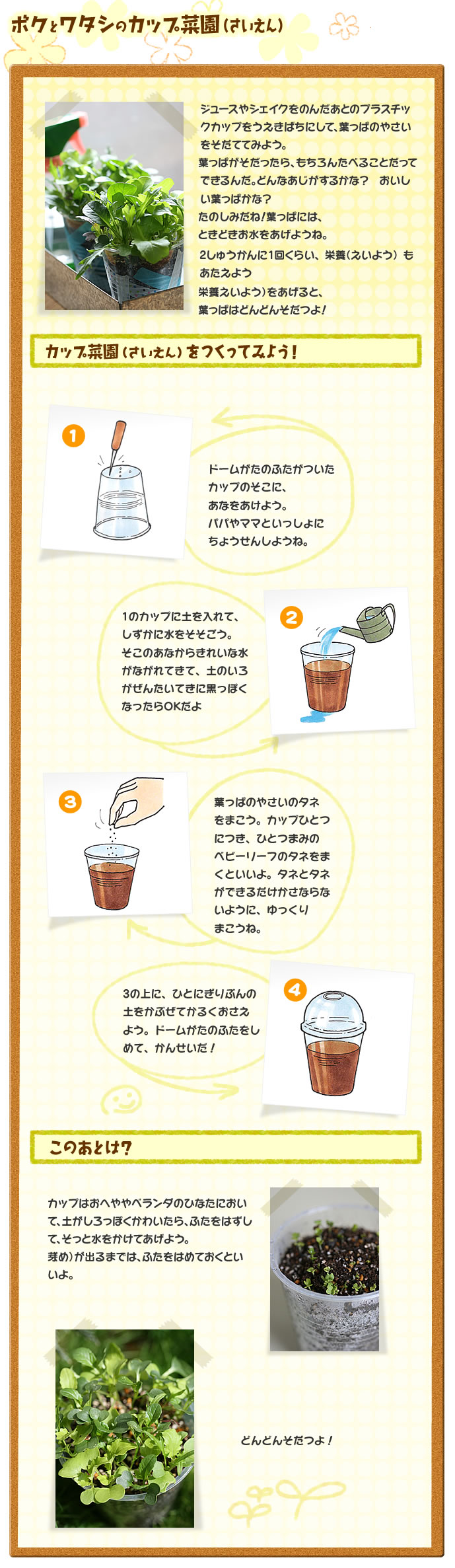 ボクとワタシのカップ菜園（さいえん） 
ジュースやシェイクをのんだあとのプラスチックカップをうえきばちにして、葉っぱのやさいをそだててみよう。葉っぱがそだったら、もちろんたべることだってできるんだ。どんなあじがするかな？　おいしい葉っぱかな？　たのしみだね！　葉っぱには、ときどきお水をあげようね。2しゅうかんに1回くらい、栄養もあたえよう。栄養をあげると、葉っぱはどんどんそだつよ！
カップ菜園（さいえん）をつくってみよう！　
1 ドームがたのふたがついたカップのそこに、あなをあけよう。パパやママといっしょにちょうせんしようね。
2 1のカップに土を入れて、しずかに水をそそごう。そこのあなからきれいな水がながれてきて、土のいろがぜんたいてきに黒っぽくなったらOKだよ。
3 葉っぱのやさいのタネをまこう。カップひとつにつき、ひとつまみのベビーリーフのタネをまくといいよ。タネとタネができるだけかさならないように、ゆっくりまこうね。
4 3の上に、ひとにぎりぶんの土をかぶぜてかるくおさえよう。ドームがたのふたをしめて、かんせいだ！
このあとは？
カップはおへややベランダのひなたにおいて、土がしろっぽくかわいたら、ふたをはずして、そっと水をかけてあげよう。
芽（め）が出るまでは、ふたをはめておくといいよ。
どんどんそだつよ！