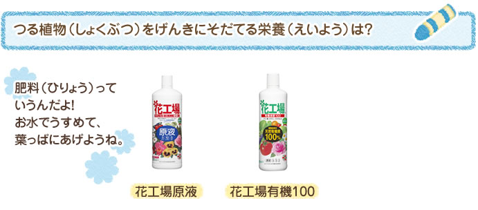 つる植物（しょくぶつ）をげんきにそだてる栄養（えいよう）は？ 肥料（ひりょう）っていうんだよ！　お水でうすめて、葉（は）っぱにあげようね。