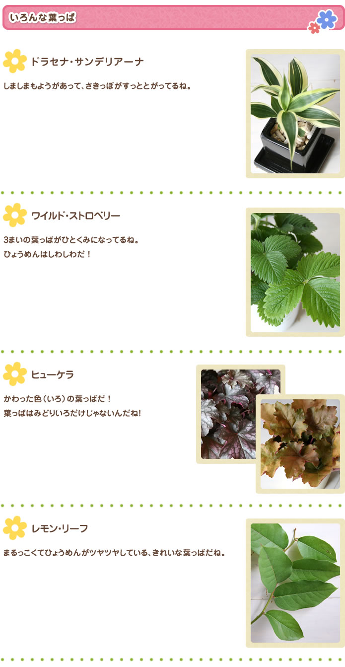 いろんな葉っぱ
ドラセナ・サンデリアーナ
しましまもようがあって、さきっぽがすっととがってるね。
ワイルド・ストロベリー
3枚の葉っぱがひとくみになってるね。ひょうめんはしわしわだ!
ヒューケラ
かわった色(いろ)の葉っぱだ!葉っぱはみどりいろだけじゃないんだね!
レモン・リーフ
まるっこくてひょうめんがツヤツヤしている、きれいな葉っぱだね。