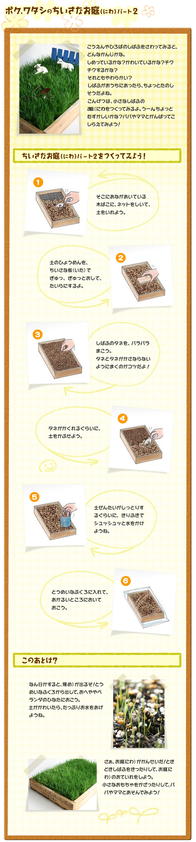 ボク、ワタシのちいさなお庭（にわ）パート2　
こうえんやひろばのしばふをさわってみると、どんなかんじかな。しめっているかな？かわいているかな？チクチクするかな？それともやわらかい？しばふがおうちにあったら、ちょっとたのしそうだよね。
こんげつは、小さなしばふのお庭（にわ）をつくってみるよ。うーん、ちょっとむずかしいかな？パパやママとがんばってこしらえてみよう！
ちいさなお庭（にわ）パート2をつくってみよう！
1 そこにあながあいている木ばこに、ネットをしいて、土をいれよう。
2 土のひょうめんを、ちいさな板（いた）でぎゅっ、ぎゅっとおして、たいらにするよ。
3 しばふのタネを、パラパラまこう。タネとタネがかさならないようにまくのがコツだよ！
4 タネがかくれるぐらいに、土をかぶせよう。
5 土ぜんたいがしっとりするぐらいに、きりふきでシュッシュッと水をかけようね。
6 とうめいなぶくろに入れて、あかるいところにおいておこう。
このあとは？
なん日かすると、芽（め）が出るぞ！とうめいなふくろから出して、おへややベランダのひなたにおこう。
土がかわいたら、たっぷりお水をあげようね。
さぁ、お庭（にわ）がかんせいだ！ときどきしばふをきったりして、お庭（にわ）のおていれをしよう。
小さなおもちゃをかざったりして、パパやママとあそんでみよう！
