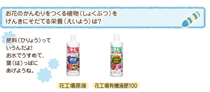 お花のかんむりをつくる植物（しょくぶつ）をげんきにそだてる栄養（えいよう）は？ 肥料（ひりょう）っていうんだよ！お水でうすめて、葉（は）っぱにあげようね。