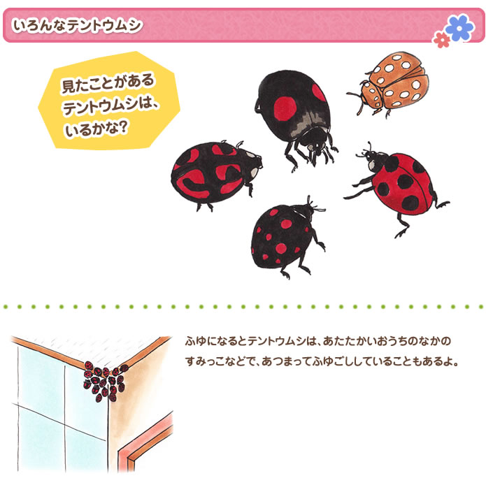 いろんなテントウムシ 見たことがあるテントウムシは、いるかな？ふゆになるとテントウムシは、あたたかいおうちのすみっこなどで、ふゆごししていることもあるよ。
