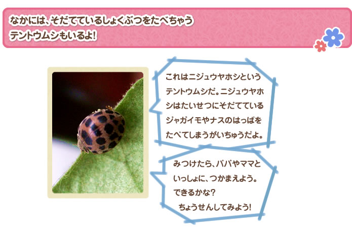 なかには、そだてているしょくぶつをたべちゃうテントウムシもいるよ！これはニジュウヤホシというテントウムシだ。ニジュウヤホシはたいせつにそだてているジャガイモやナスのはっぱをたべてしまうがいちゅうだよ。みつけたら、パパやママといっしょに、つかまえよう。できるかな？ちょうせんしてみよう！