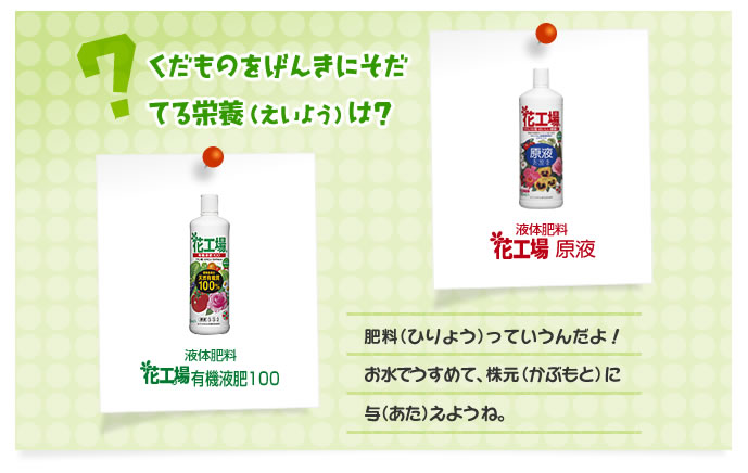 くだものをげんきにそだてる栄養（えいよう）は？ 肥料（ひりょう）っていうんだよ！
お水でうすめて、株元（かぶもと）に与（あた）えようね。