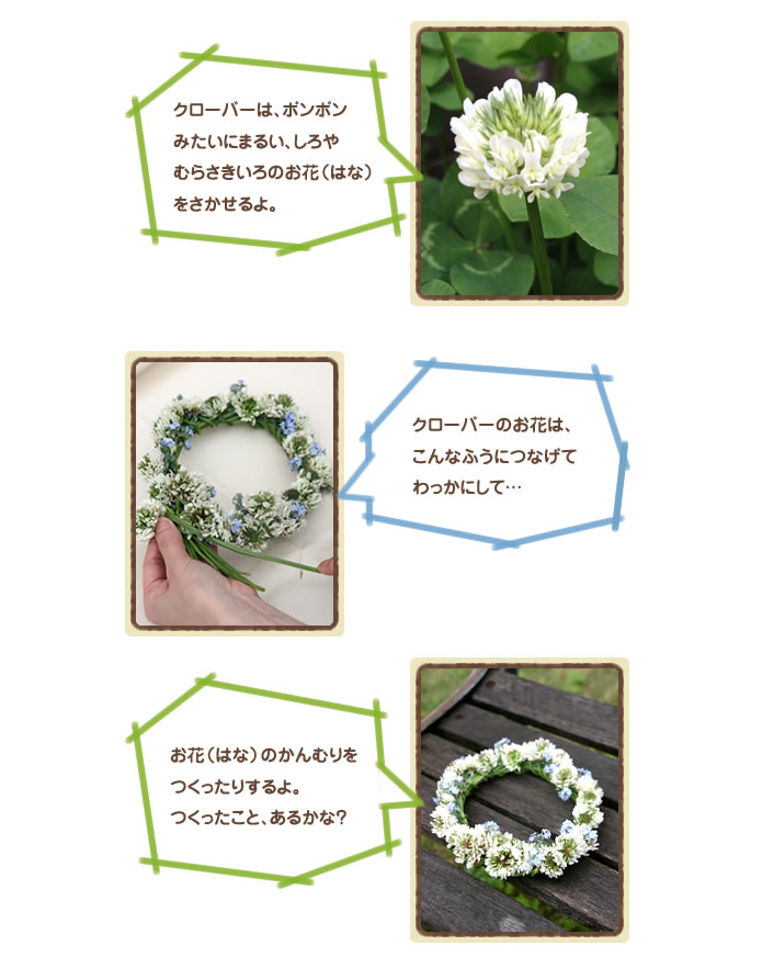 クローバーは、ポンポン
みたいにまるい、しろやむらさきいろのお花（はな）をさかせるよ。
クローバーのお花は、こんなふうにつなげてわっかにして...
お花（はな）のかんむりをつくったりするよ。つくったこと、あるかな？