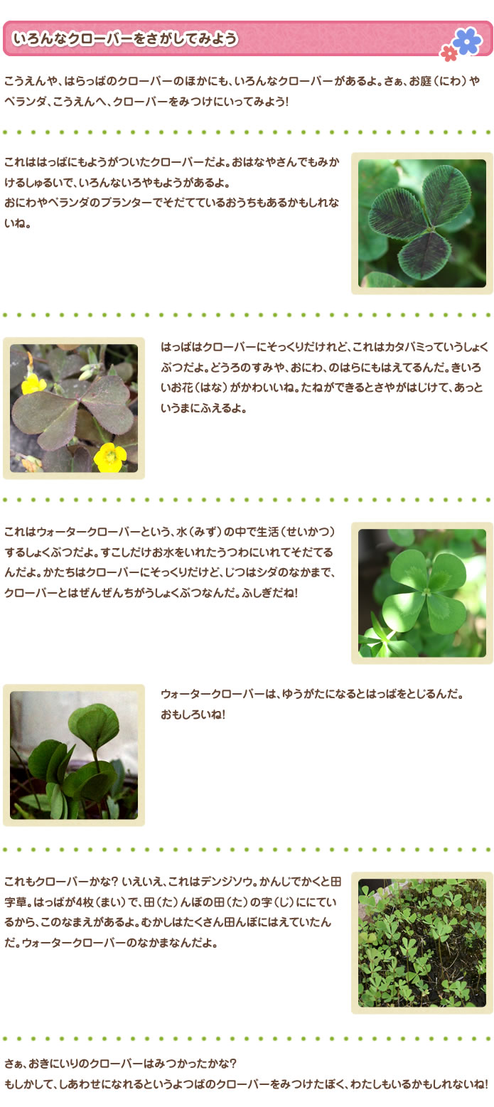 いろんなクローバーをさがしてみよう
こうえんや、はらっぱのクローバーのほかにも、いろんなクローバーがあるよ。さぁ、お庭（にわ）やベランダ、こうえんへ、クローバーをみつけにいってみよう！
これははっぱにもようがついたクローバーだよ。おはなやさんでもみかけるしゅるいで、いろんないろやもようがあるよ。おにわやベランダのプランターでそだてているおうちもあるかもしれないね。
はっぱはクローバーにそっくりだけれど、これはカタバミっていうしょくぶつだよ。どうろのすみや、おにわ、のはらにもはえてるんだ。きいろいお花（はな）がかわいいね。たねができるとさやがはじけて、あっというまにふえるよ。
これはウォータークローバーという、水（みず）の中で生活（せいかつ）するしょくぶつだよ。すこしだけお水（みず）をいれたうつわにいれてそだてるんだよ。かたちはクローバーにそっくりだけど、じつはシダのなかまで、クローバーとはぜんぜんちがうしょくぶつなんだ。ふしぎだね！
ウォータークローバーは、ゆうがたになるとはっぱをとじるんだ。おもしろいね！
これもクローバーかな？ いえいえ、これはデンジソウ。かんじでかくと田字草。はっぱが4枚（まい）で、田（た）んぼの田（た）の字（じ）ににているから、このなまえがあるよ。むかしはたくさん田んぼにはえていたんだ。ウォータークローバーのなかまなんだよ。
さぁ、おきにいりのクローバーはみつかったかな？もしかして、しあわせになれるというよつばのクローバーをみつけたぼく、わたしもいるかもしれないね！