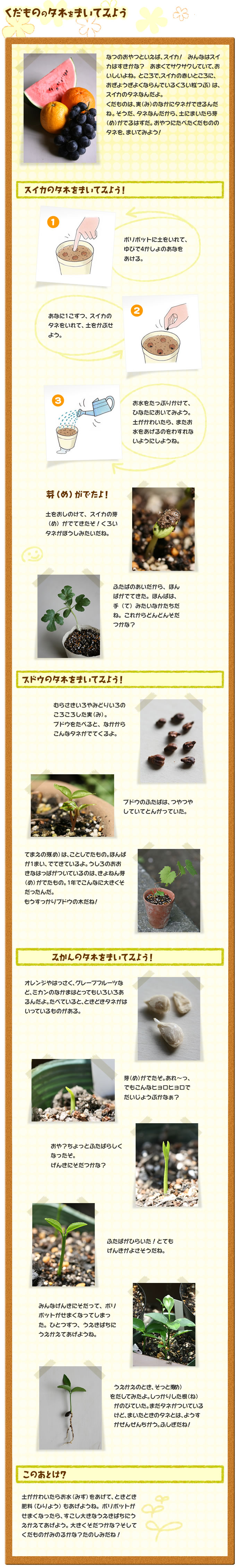 くだもののタネをまいてみよう 
なつのおやつといえば、スイカ！　みんなはスイカはすきかな？　あまくてサクサクしていて、おいしいよね。ところで、スイカの赤いところに、おぎょうぎよく
ならんでいるくろい粒（つぶ）は、スイカのタネなんだよ。
くだものは、実（み）のなかにタネができるんだね。そうだ、タネなんだから、土にまいたら芽（め）
がでるはずだ。おやつにたべたくだもののタネを、まいてみよう！
スイカのタネをまいてみよう！
ポリポットに土をいれて、
ゆびで4かしょのあなを
あける。
あなに1こずつ、スイカの
タネをいれて、土をかぶせよう。
お水をたっぷりかけて、ひなたにおいてみよう。土がかわいたら、またお
水をあげるのをわすれないようにしようね。
芽（め）がでたよ！
土をおしのけて、スイカの芽（め）がでてきたぞ！くろいタネがぼうしみたいだね。
ふたばのあいだから、ほんばがでてきた。ほんばは、手（て）みたいなかたちだね。これからどんどんそだつかな？
ブドウのタネをまいてみよう！
むらさきいろやみどりいろのころころした実（み）。
ブドウをたべると、なかからこんなタネがでてくるよ。
ブドウのふたばは、つやつやしていてとんがっていた。
てまえの芽（め）は、ことしでたもの。ほんばが1まい、でてきているよ。うしろのおおきなはっぱがついているのは、きょねん芽（め）がでたもの。1年でこんなに大きくそだったんだ。
もうすっかりブドウの木だね！
みかんのタネをまいてみよう！
オレンジやはっさく、グレープフルーツなど、ミカンのなかまはとってもいろいろあるんだよ。たべていると、ときどきタネがはいっているものがある。
芽（め）がでたぞ。あれ?っ、
でもこんなヒョロヒョロで
だいじょうぶかなぁ？
おや？ちょっとふたばらしくなったぞ。
げんきにそだつかな？
ふたばがひらいた！とてもげんきがよさそうだね。
みんなげんきにそだって、ポリポットがせまくなってしまった。ひとつずつ、うえきばちにうえかえてあげようね。
うえかえのとき、そっと芽（め）
をだしてみたよ。しっかりした根（ね）がのびていた。まだタネがついているけど、まいたときのタネとは、ようすがぜんぜんちがう。ふしぎだね！
このあとは？
土がかわいたらお水（みず）をあげて、ときどき肥料（ひりょう）もあげようね。ポリポットが
せまくなったら、すこし大きなうえきばちにうえかえてあげよう。大きくそだつかな？そしてくだものがみのるかな？たのしみだね！
