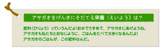 アサガオをげんきにそだてる栄養(えいよう)は?
肥料(ひりょう)っていうんだよ!お水でうすめて、アサガオにあげようね。
アサガオも私たちとおなじように、ごはんをたべて大きくなるんだよ!
アサガオのごはんが、この肥料なんだ。