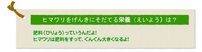ヒマワリをげんきにそだてる栄養（えいよう）は？
肥料（ひりょう）っていうんだよ！
ヒマワリは肥料をすって、ぐんぐん大きくなるよ！