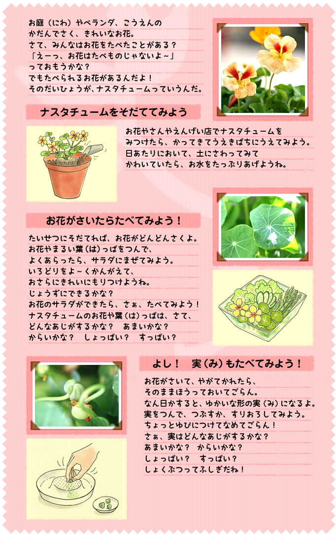 お庭（にわ）やベランダ、こうえんの
かだんでさく、きれいなお花。
さて、みんなはお花をたべたことがある？　「えーっ、お花はたべものじゃないよ～」
っておもうかな？　
でもたべられるお花があるんだよ！　
そのだいひょうが、ナスタチュームっていうんだ。
ナスタチュームをそだててみよう
お花やさんやえんげい店でナスタチュームを
みつけたら、かってきてうえきばちにうえてみよう。日あたりにおいて、土にさわってみて
かわいていたら、お水をたっぷりあげようね。
お花がさいたらたべてみよう！
たいせつにそだてれば、お花がどんどんさくよ。お花やまるい葉（は）っぱをつんで、
よくあらったら、サラダにまぜてみよう。
いろどりをよ～くかんがえて、
おさらにきれいにもりつけようね。
じょうずにできるかな？　
お花のサラダができたら、さぁ、たべてみよう！　ナスタチュームのお花や葉（は）っぱは、さて、
どんなあじがするかな？　あまいかな？　
からいかな？　しょっぱい？　すっぱい？
よし！　実（み）もたべてみよう！
お花がさいて、やがてかれたら、
そのままほうっておいてごらん。
なん日かすると、ゆかいな形の実（み）になるよ。実をつんで、つぶすか、すりおろしてみよう。ちょっとゆびにつけてなめてごらん！　
さぁ、実はどんなあじがするかな？　
あまいかな？　からいかな？　
しょっぱい？　すっぱい？　
しょくぶつってふしぎだね！